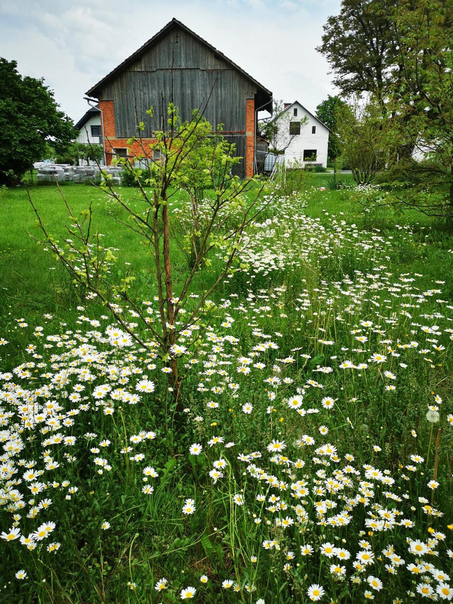 Merikotka - A Cozy Wooden Cottage, Slovenia Braslovce Ngoại thất bức ảnh